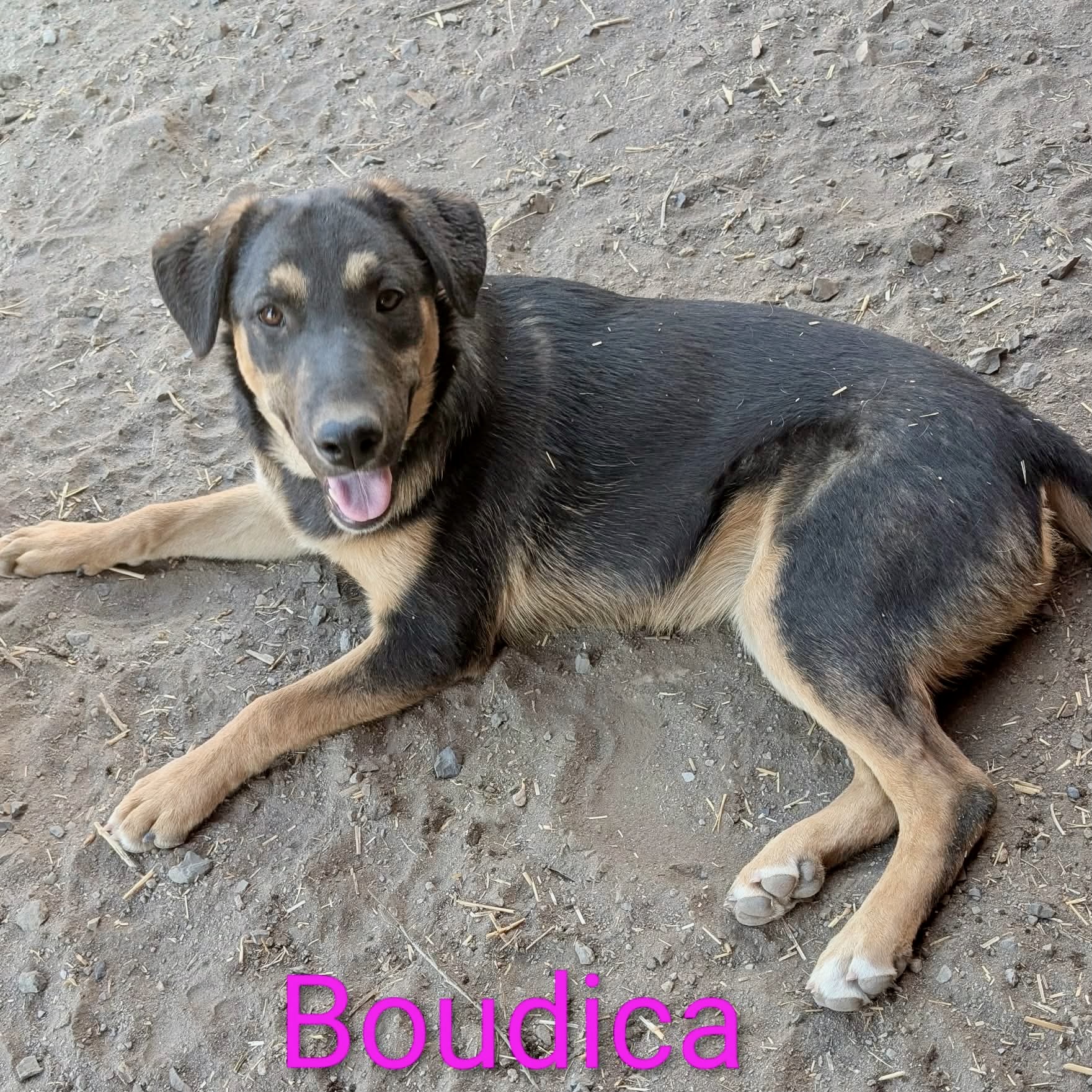 Boudica