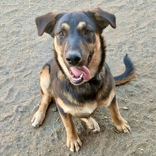 Boudica, a dog for adoption from Rescue Ranch