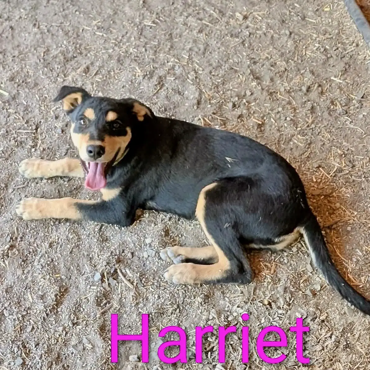Harriet image 3