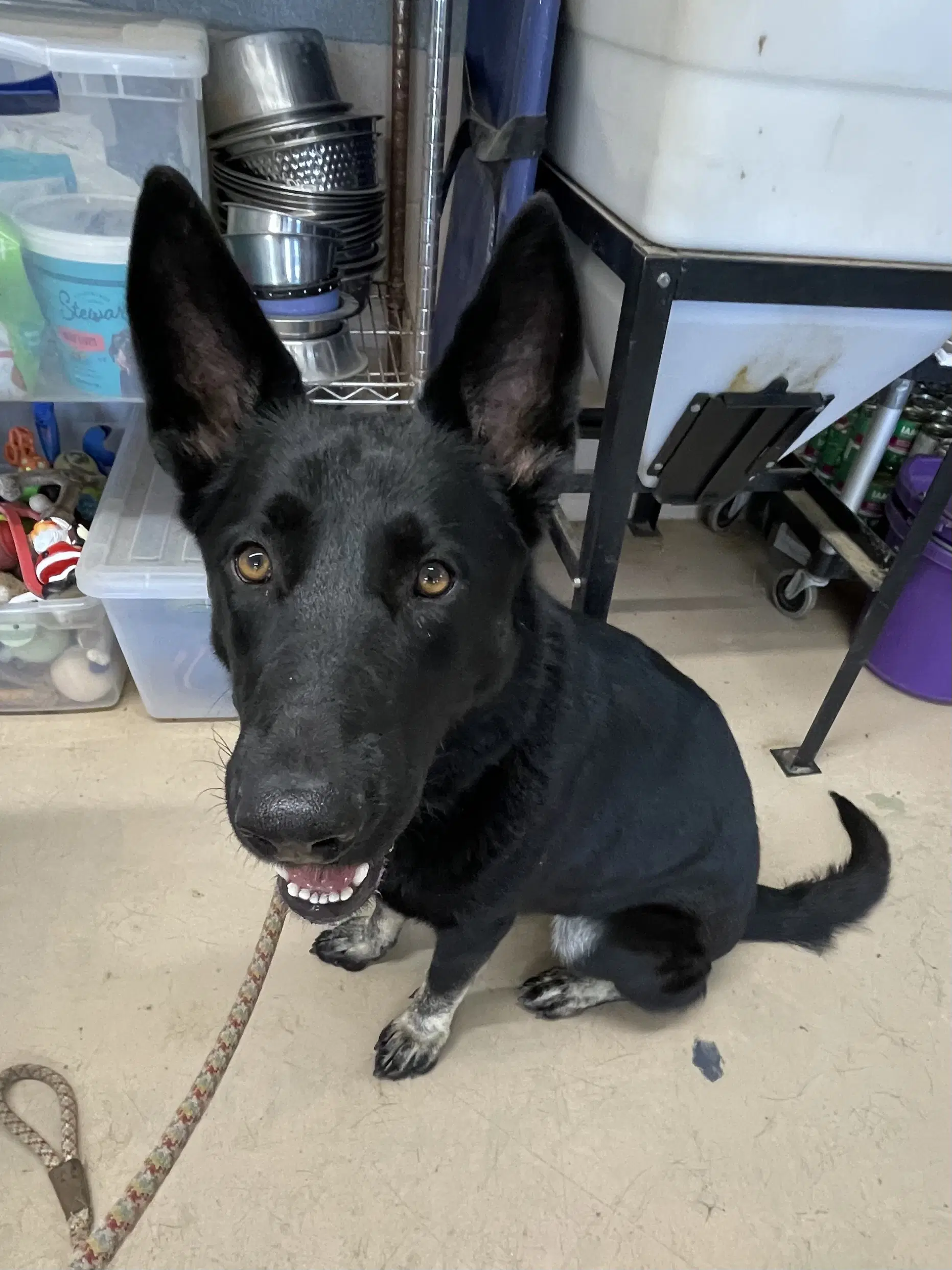 Lasso - German Shepherd Dog