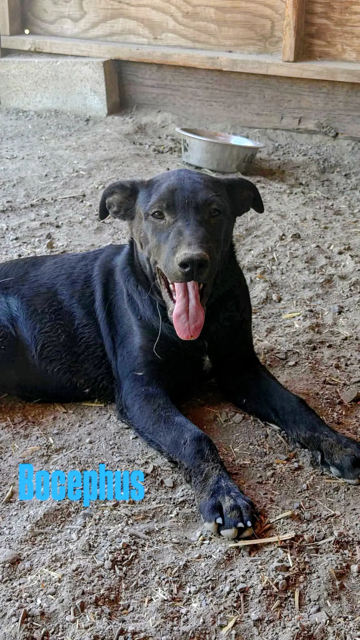 Bocephus image 2