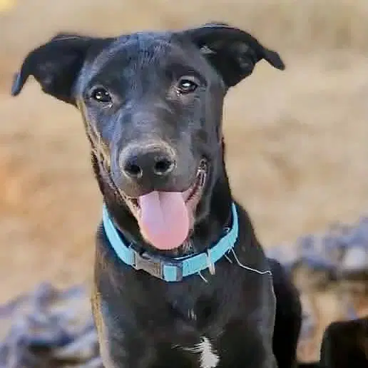 Bocephus - Labrador Retriever