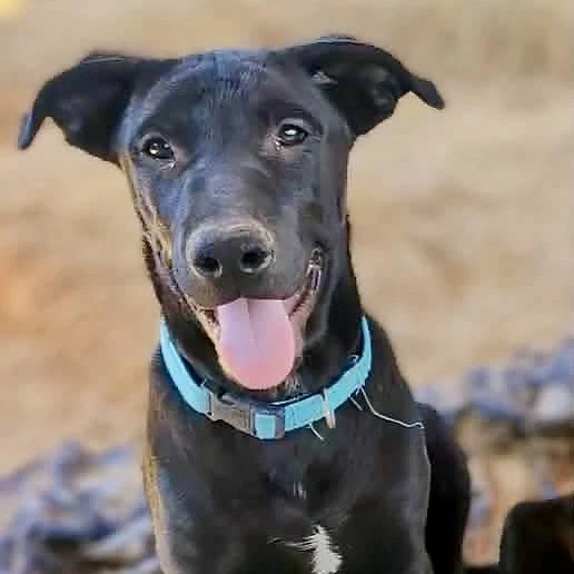 Bocephus