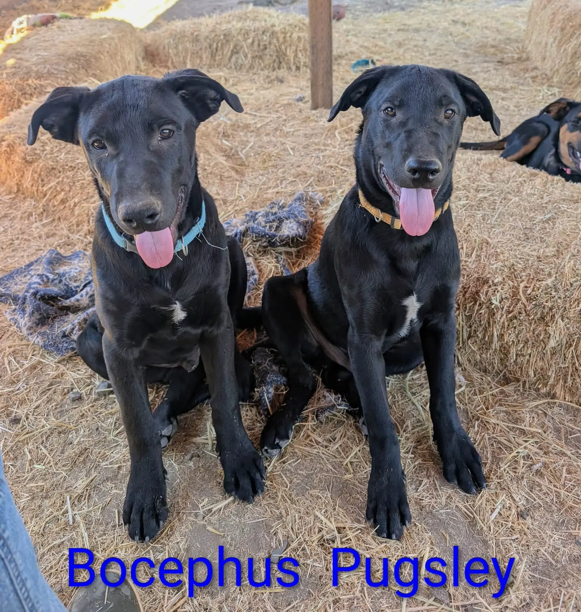 Bocephus image 3