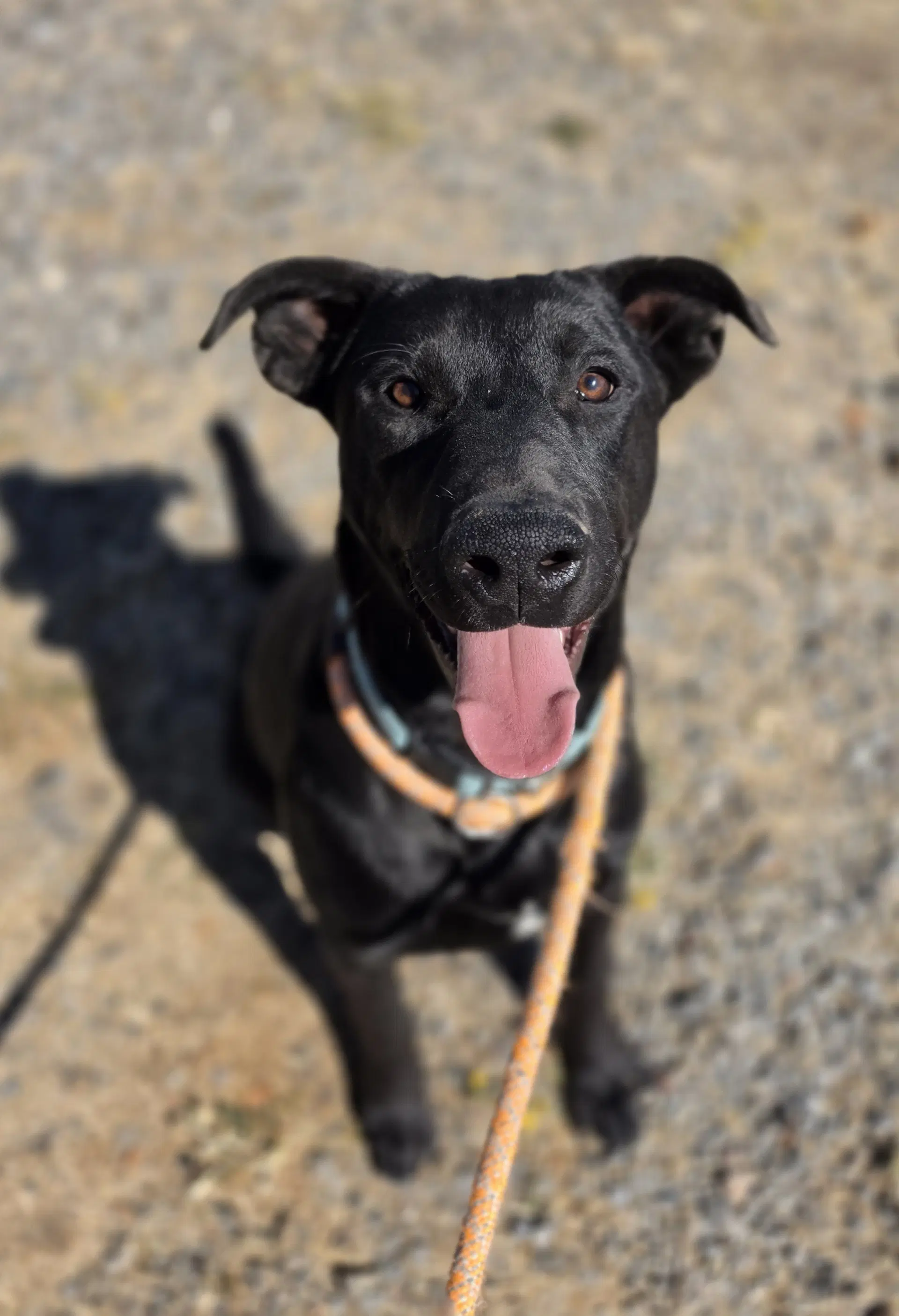 Bocephus - Labrador Retriever