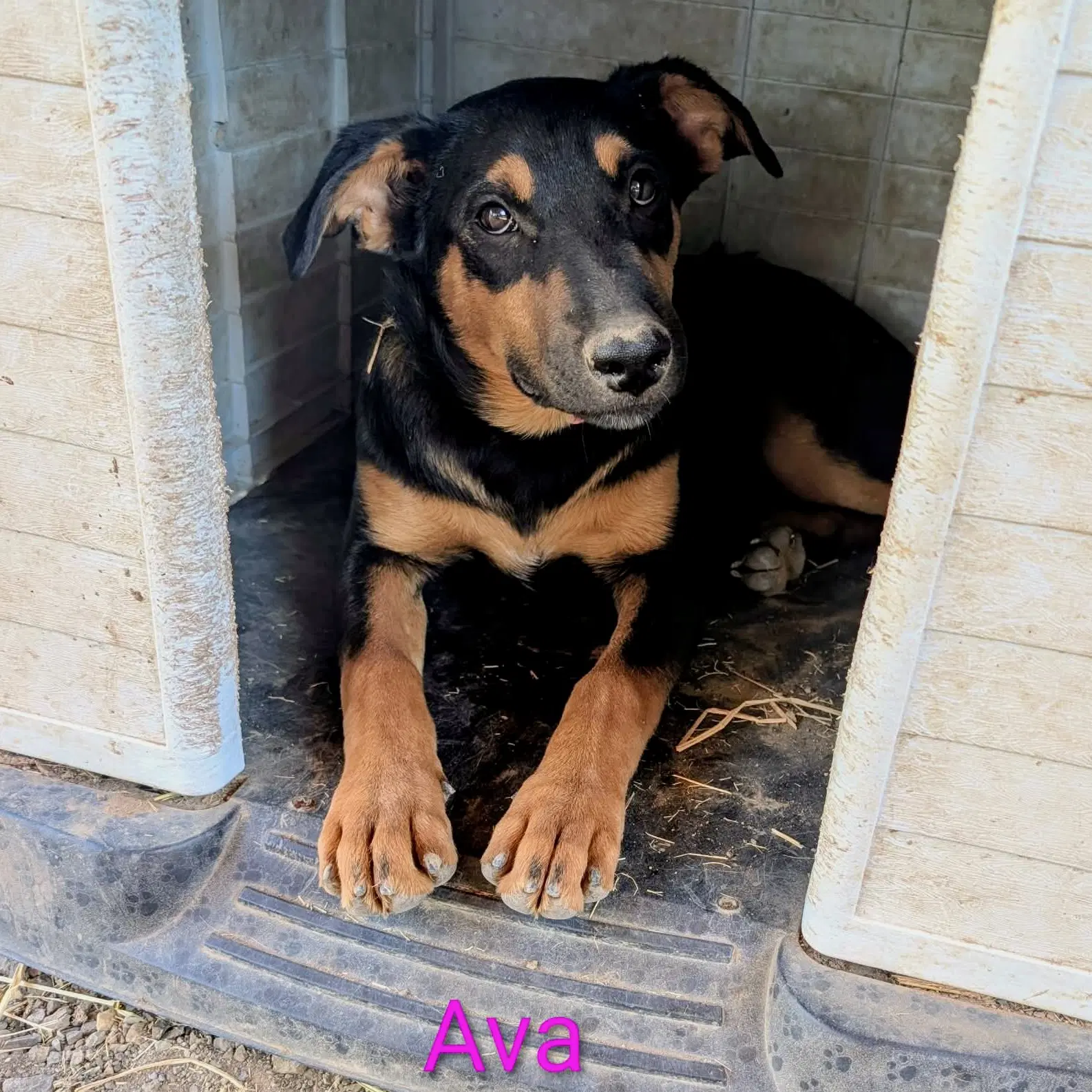 Ava image 3