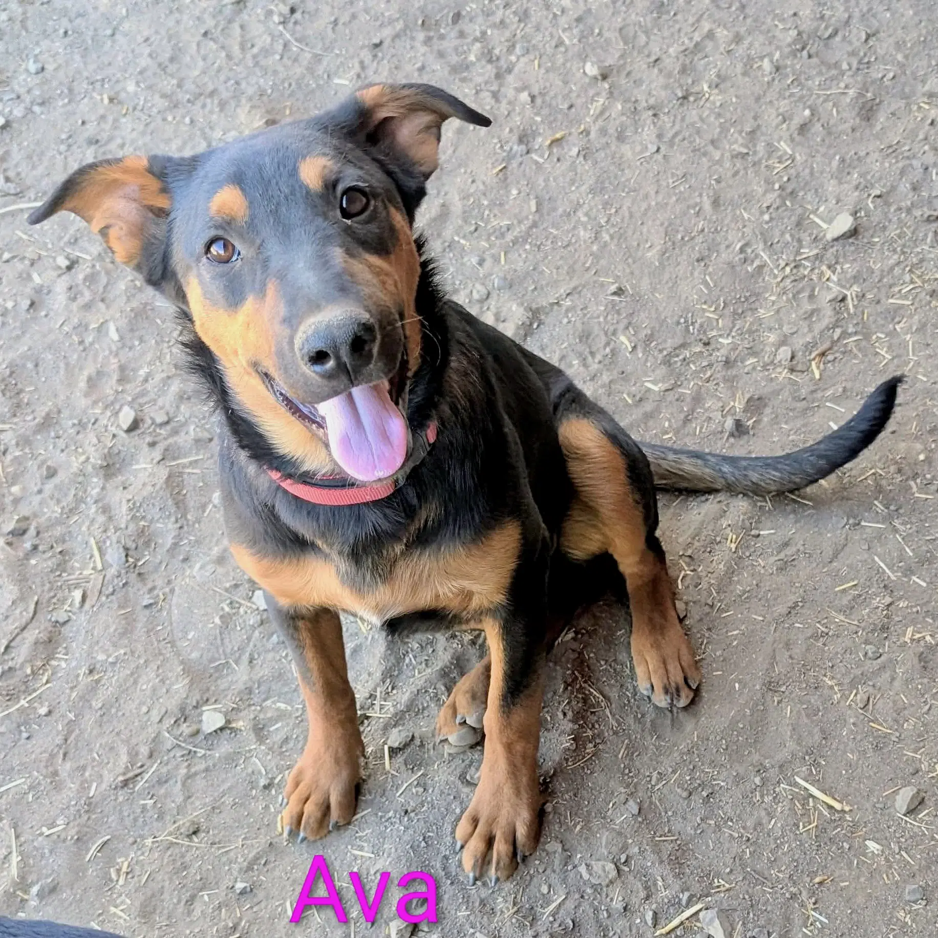 Ava image 1