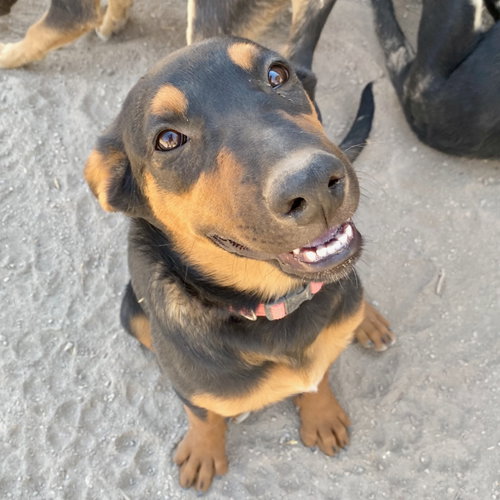 Ava, a dog for adoption from Rescue Ranch