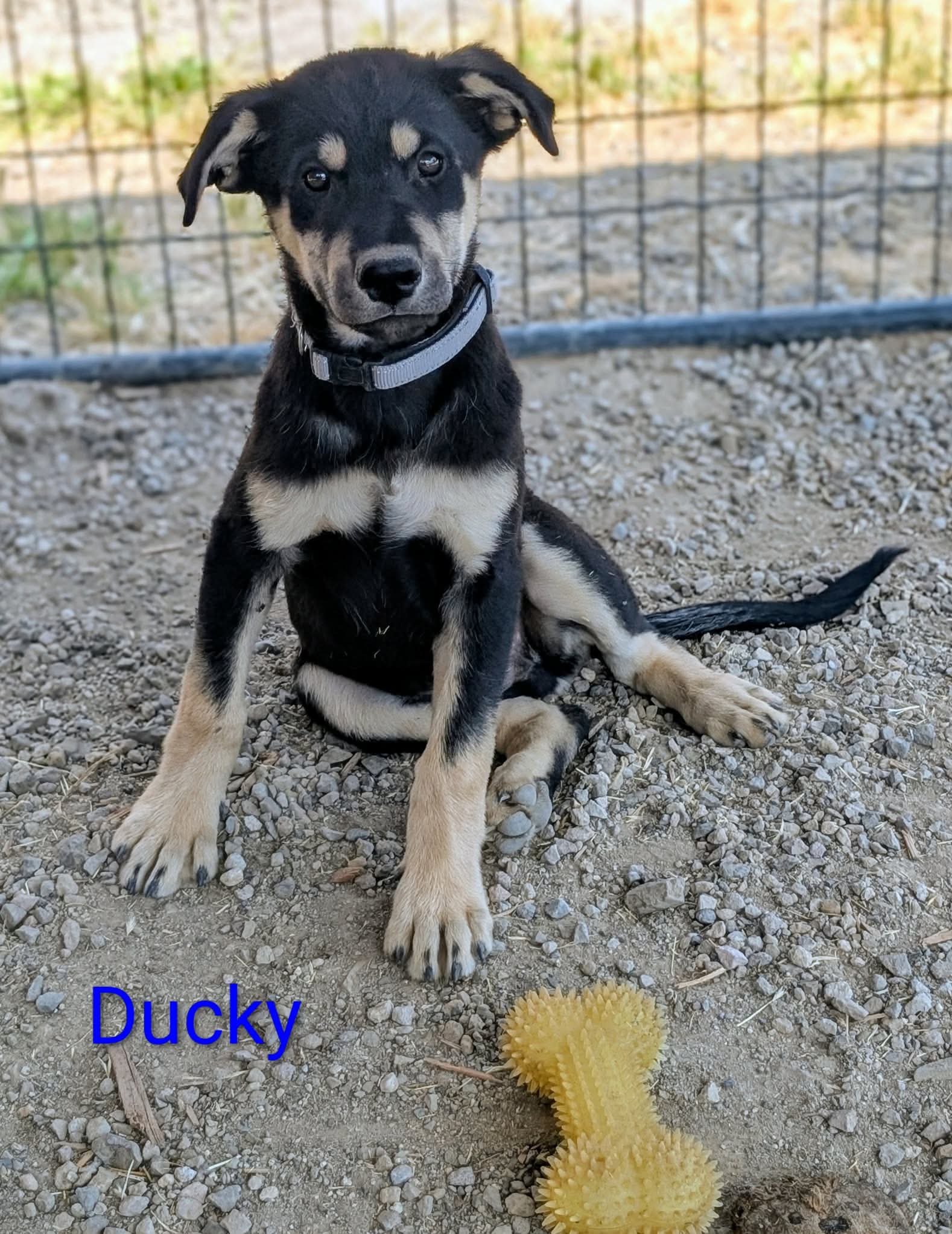 Ducky image 4