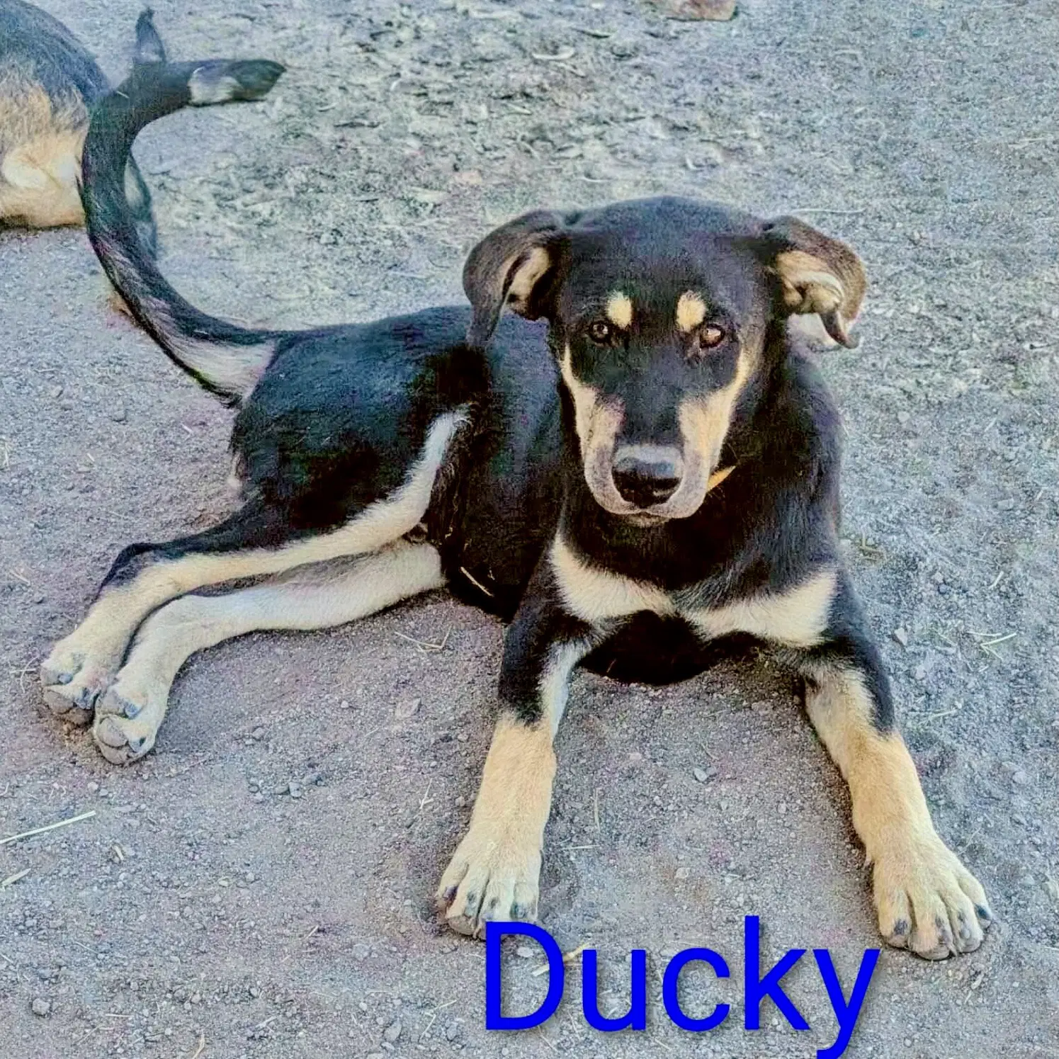 Ducky image 1