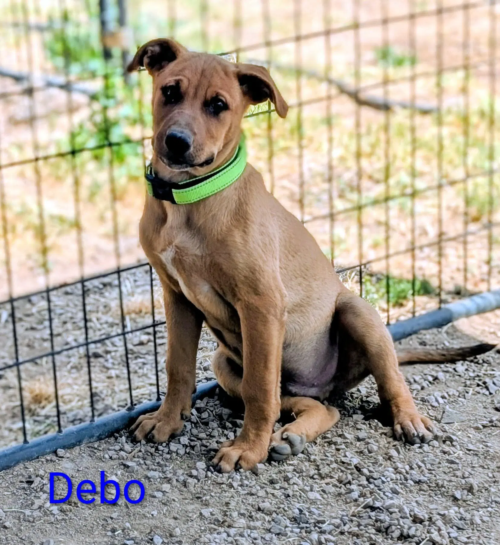 Debo image 3