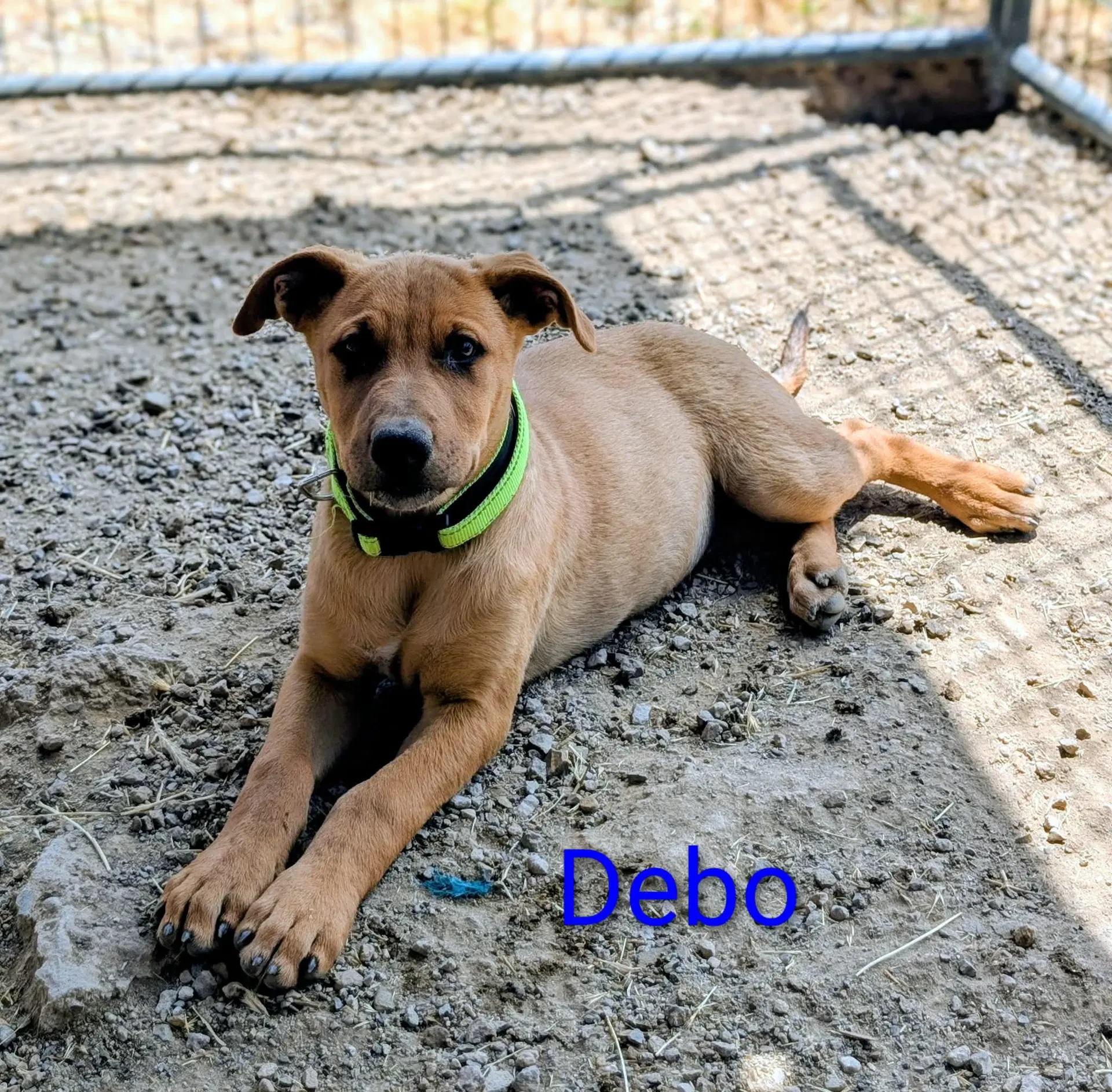 Debo image 4