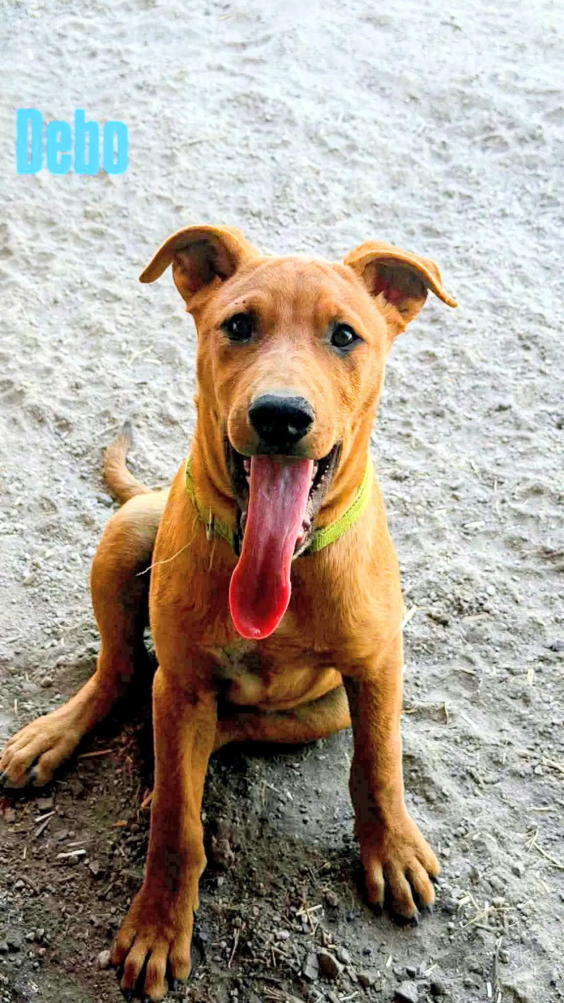 Debo - German Shepherd Dog