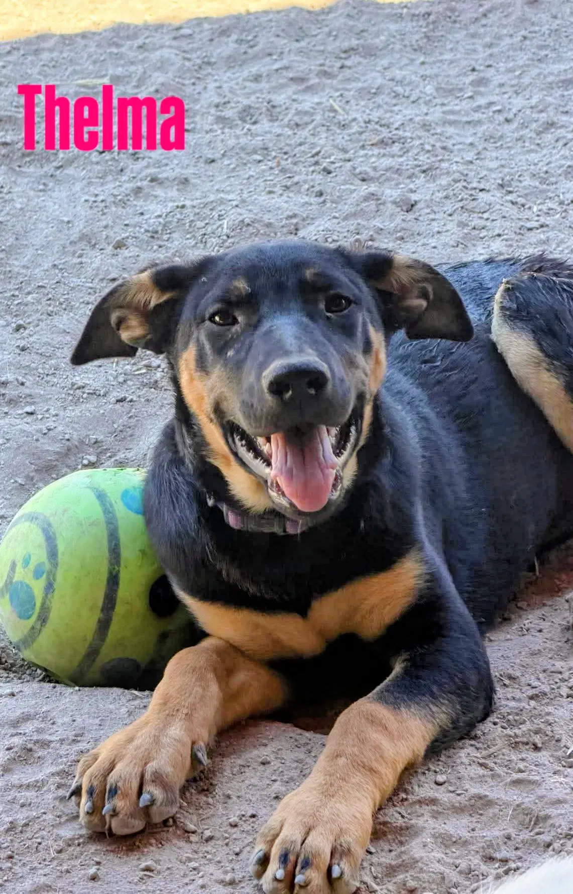 Thelma - German Shepherd Dog