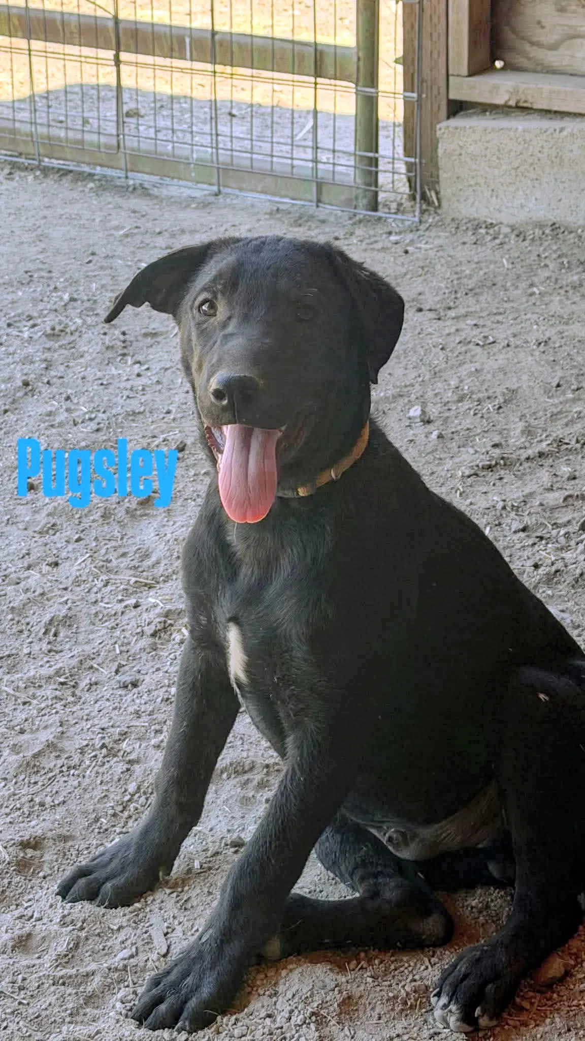 Pugsley - German Shepherd Dog