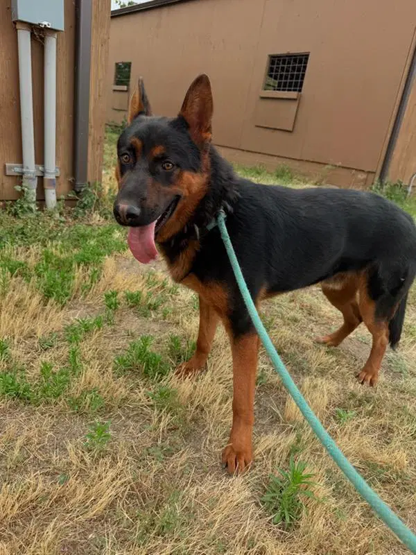 Murphy - German Shepherd Dog