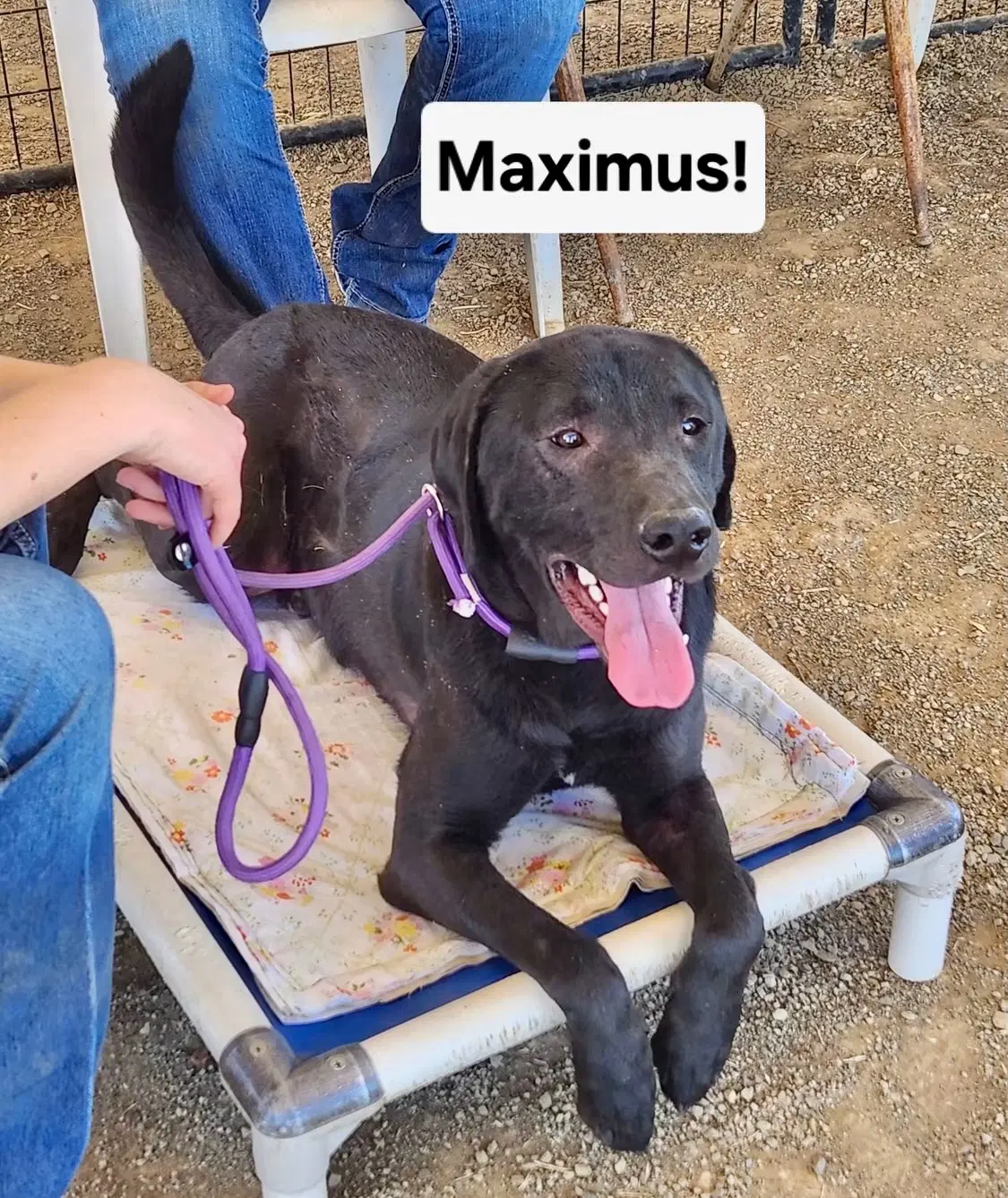 Maximus image 2