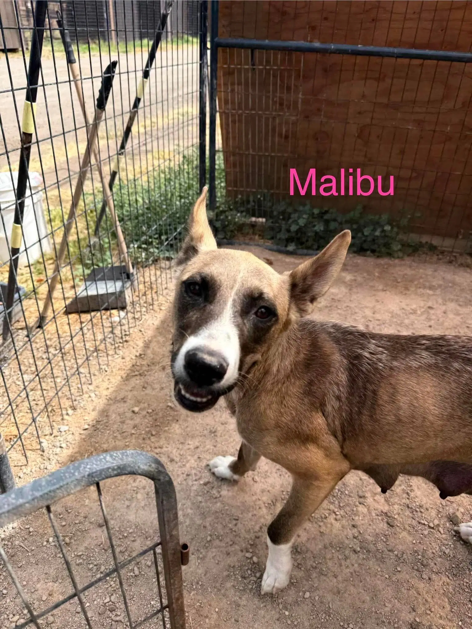 Malibu image 3