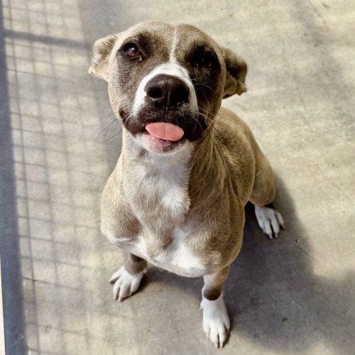 Malibu, a dog for adoption from Rescue Ranch