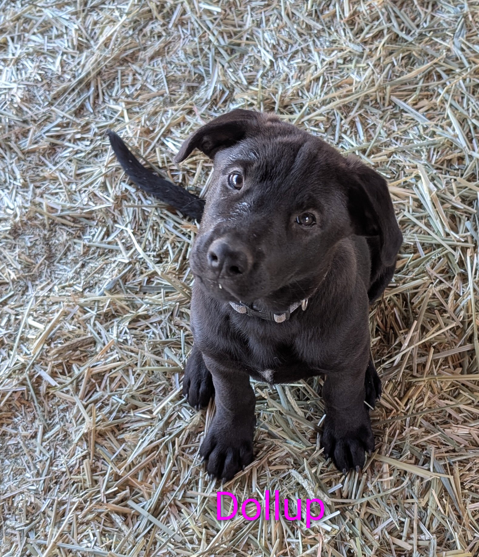 Dollup, photo 3