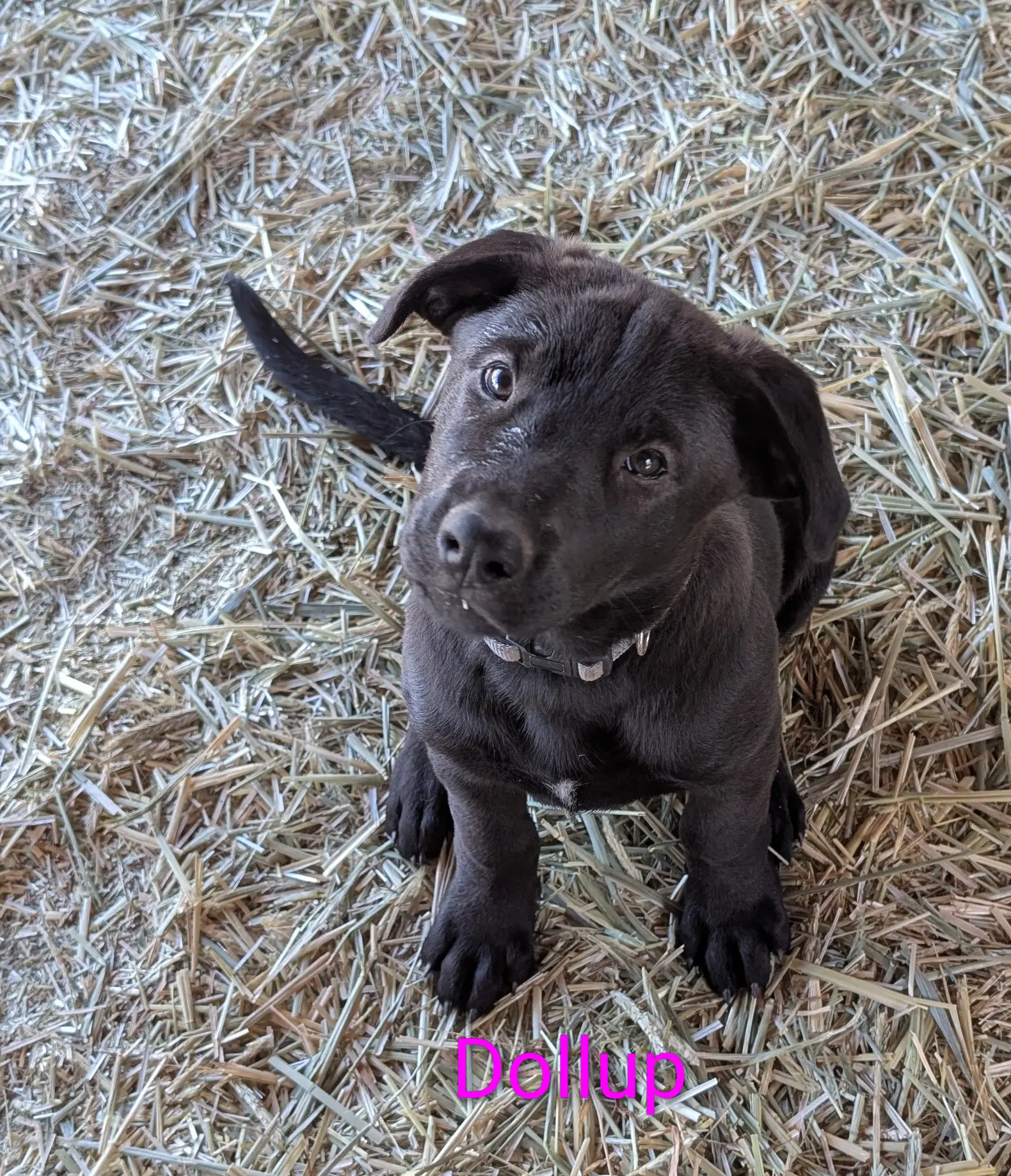 Dollup image 2