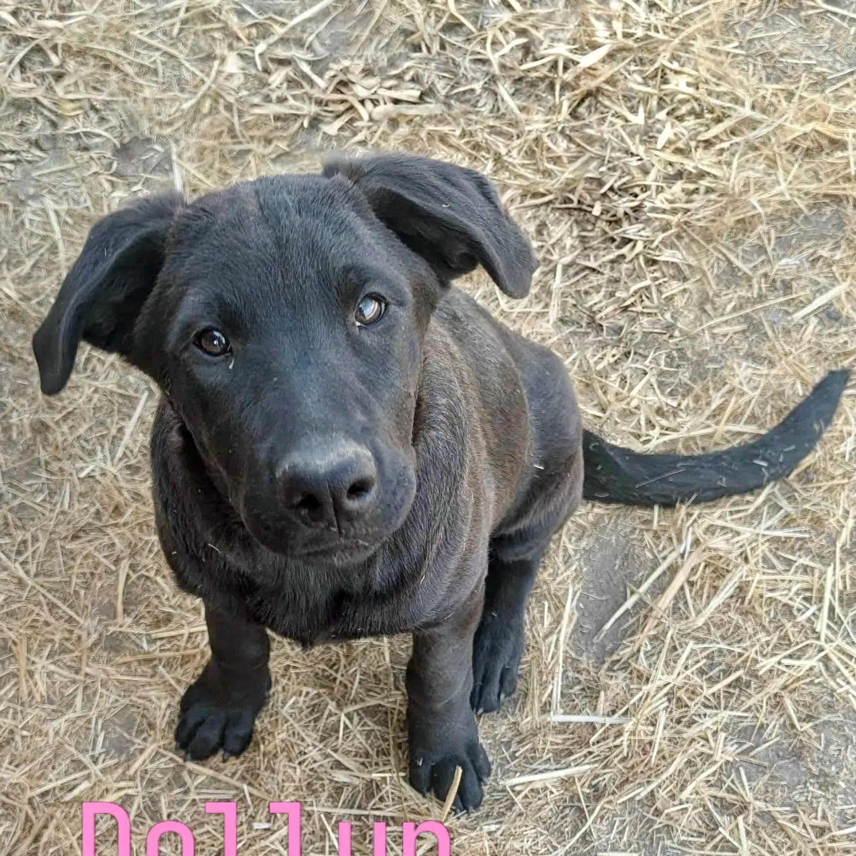 Dollup - German Shepherd Dog