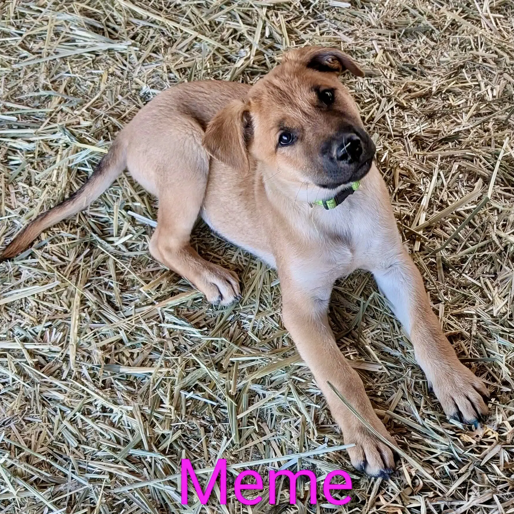 Meme - German Shepherd Dog