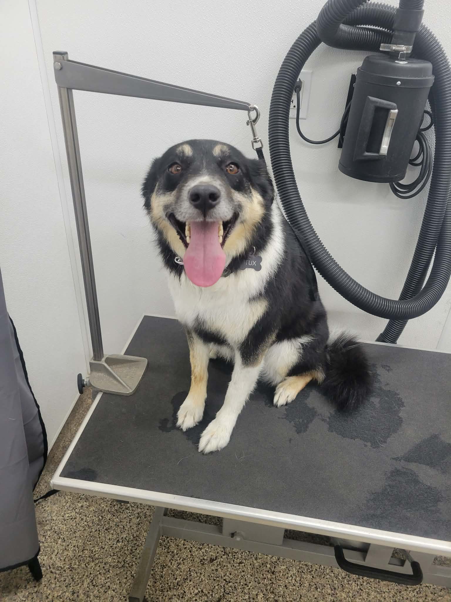 Tux - Australian Shepherd