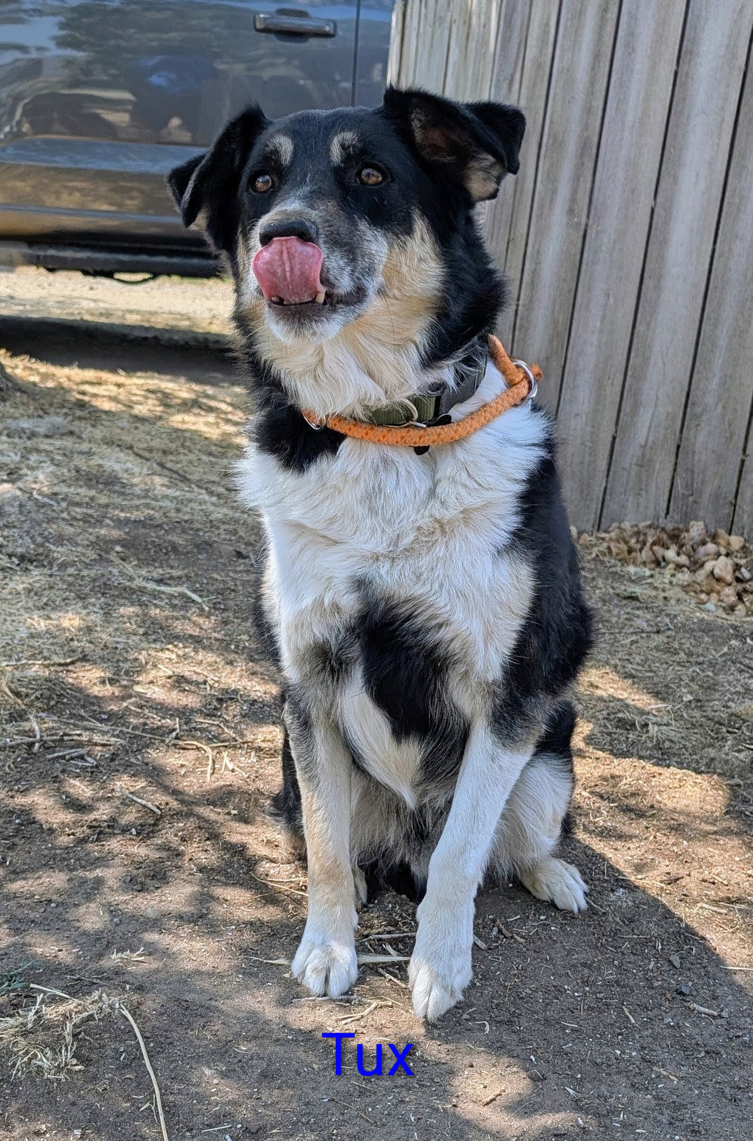 Tux, photo 8