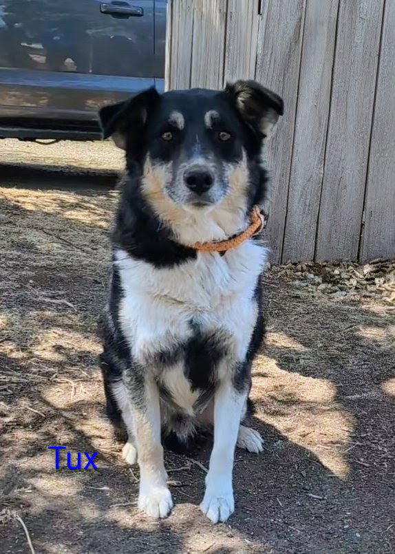 Tux, photo 7
