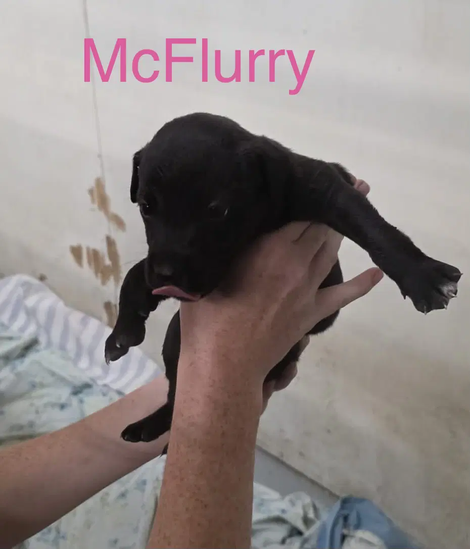 Mcflurry image 2