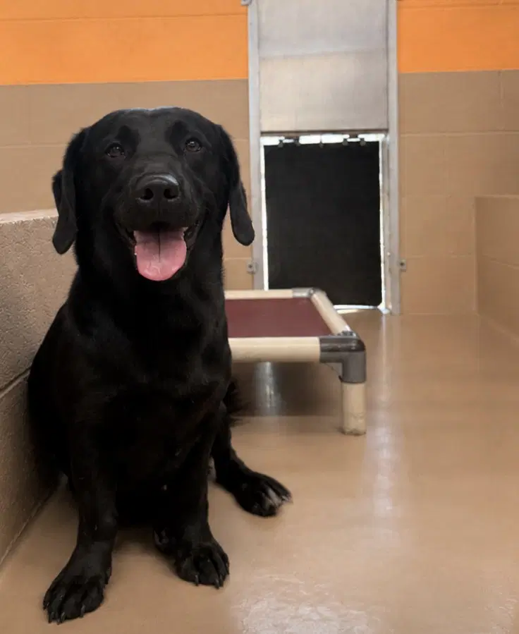 Buddy - Black Labrador Retriever