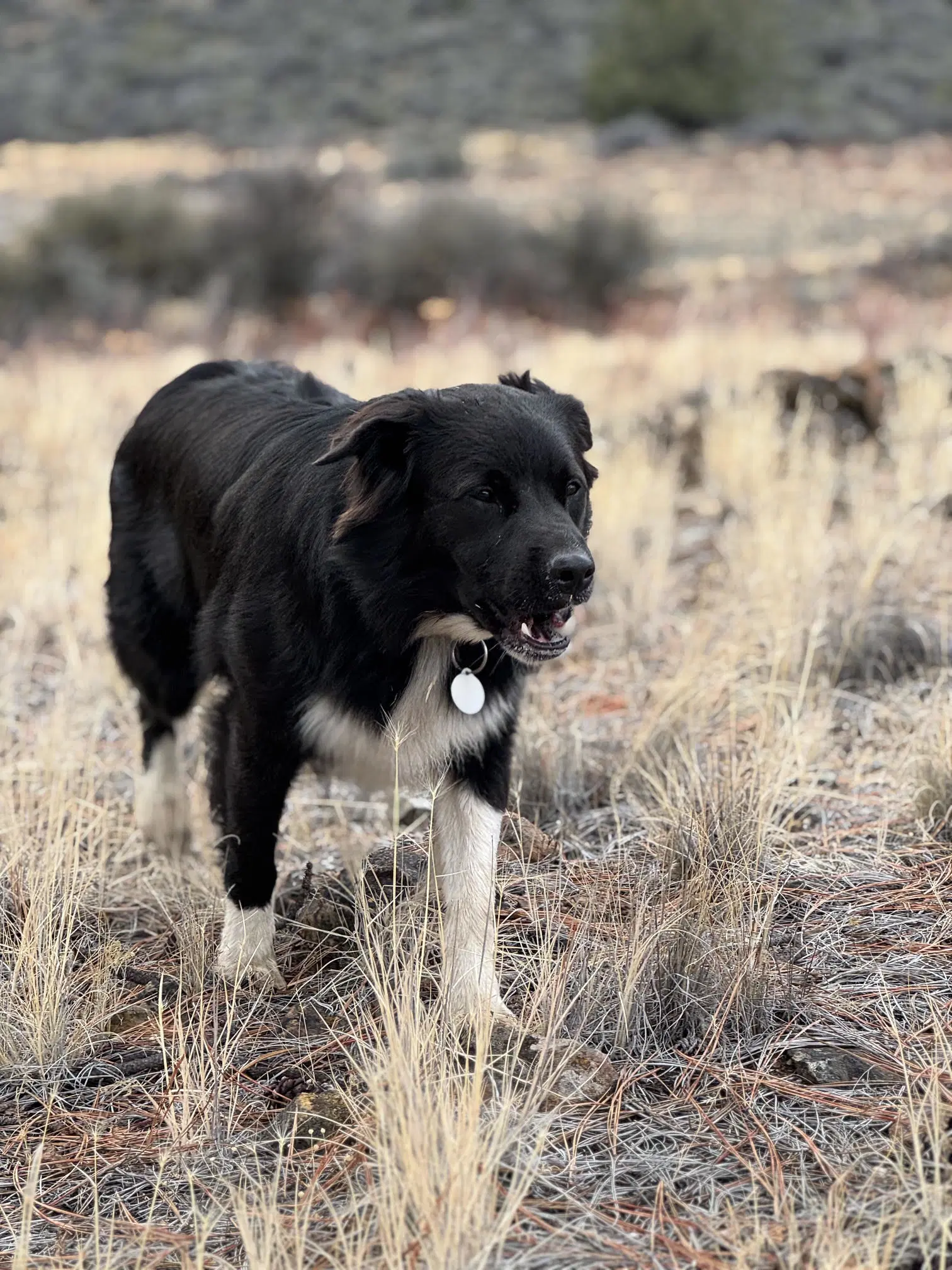 Ollie - Border Collie