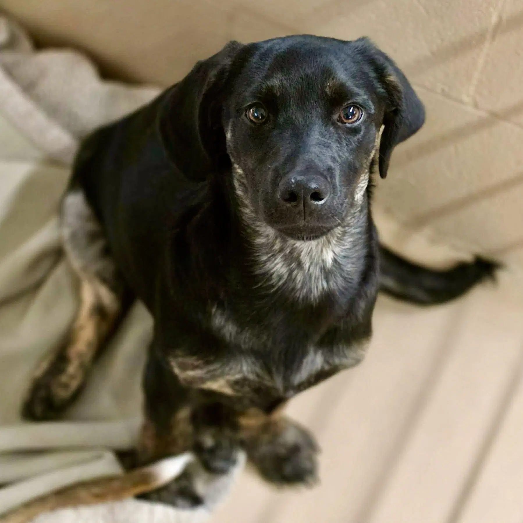 Raven - Dachshund