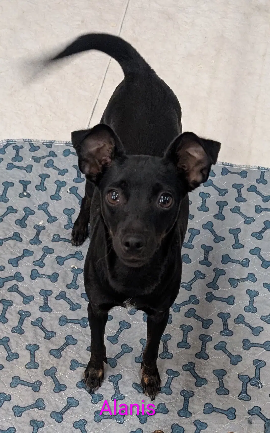 Alanis - Chihuahua