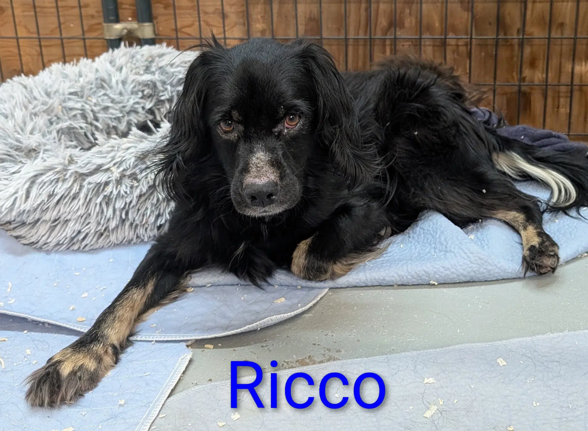 Ricco - Terrier
