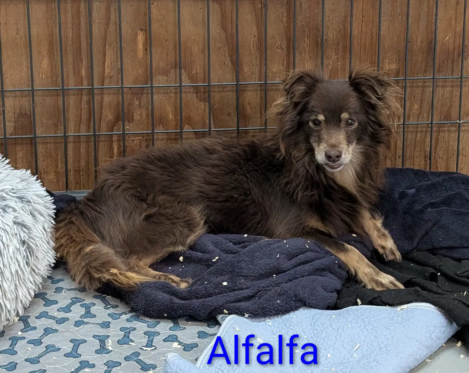 Alfalfa - Chihuahua