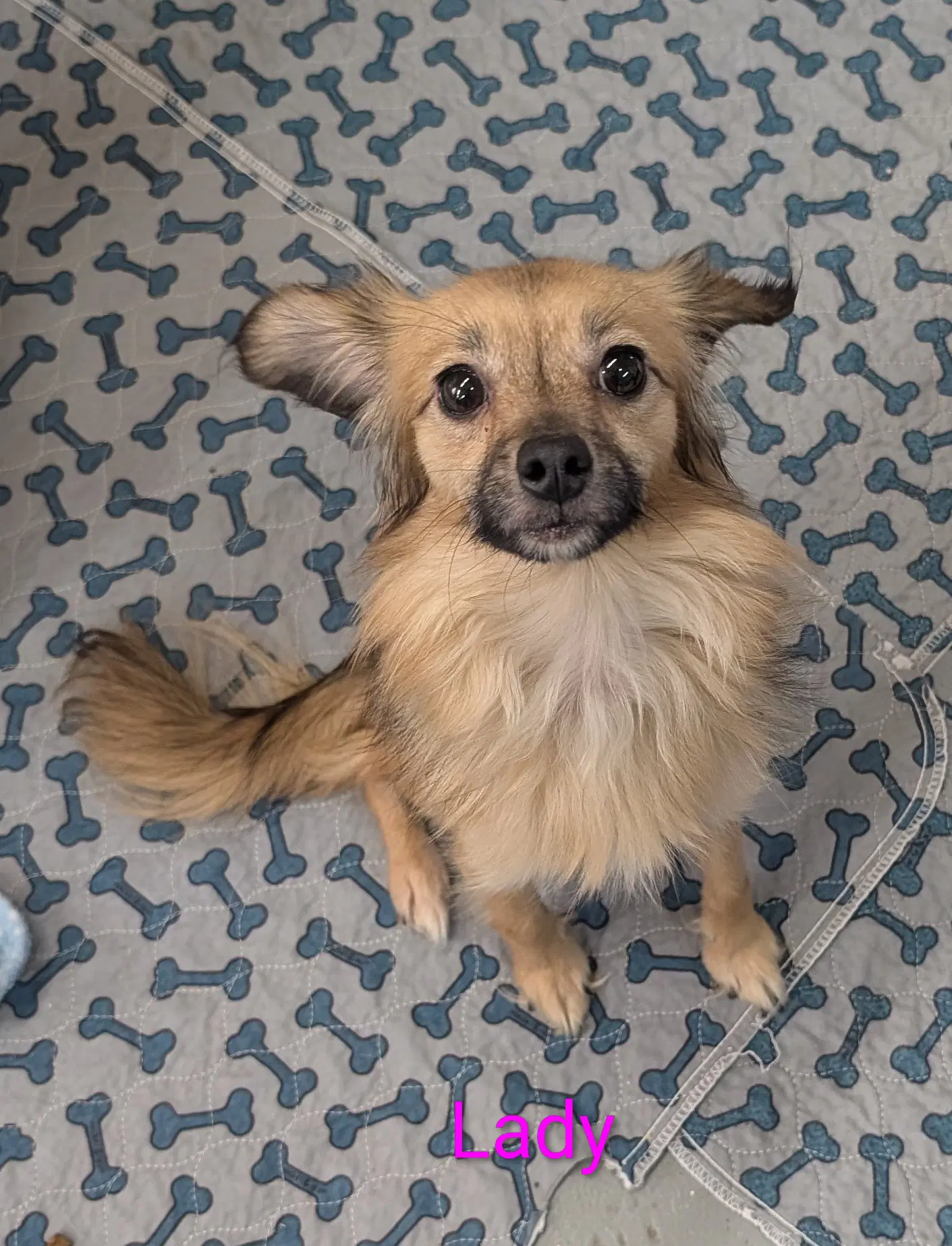 Lady - Chihuahua