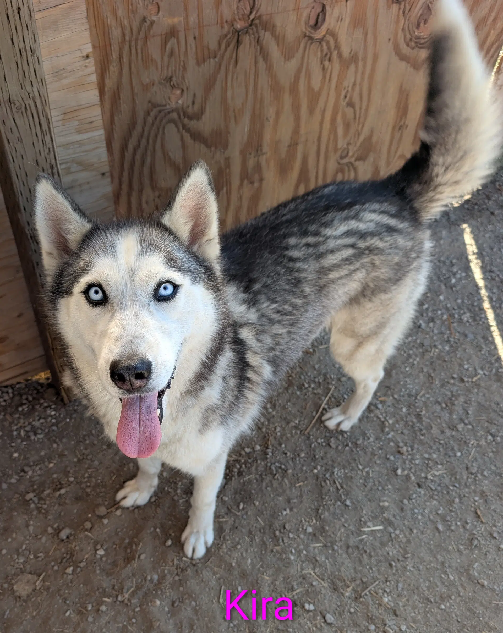 Kira - Siberian Husky