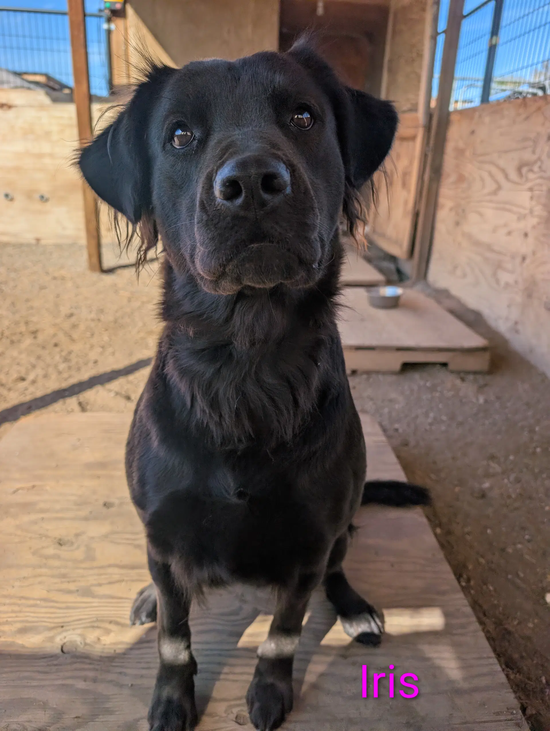 Iris - Labrador Retriever
