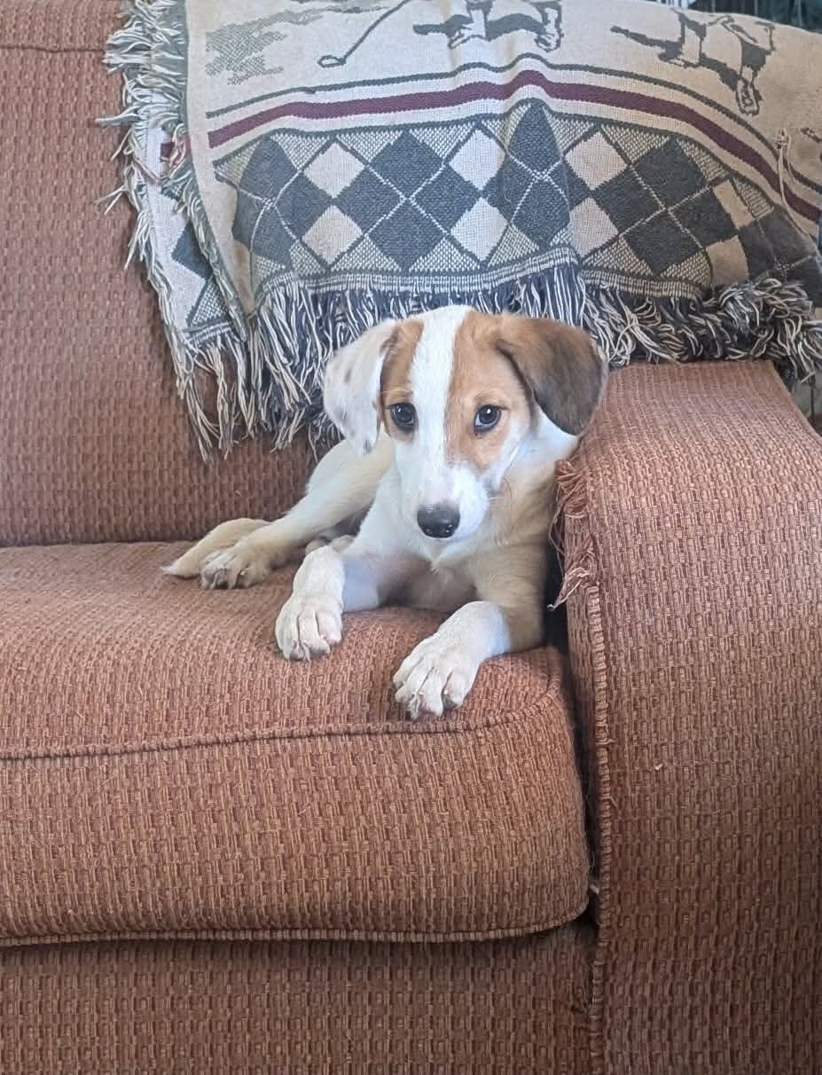 Gidget, Mixed Breed