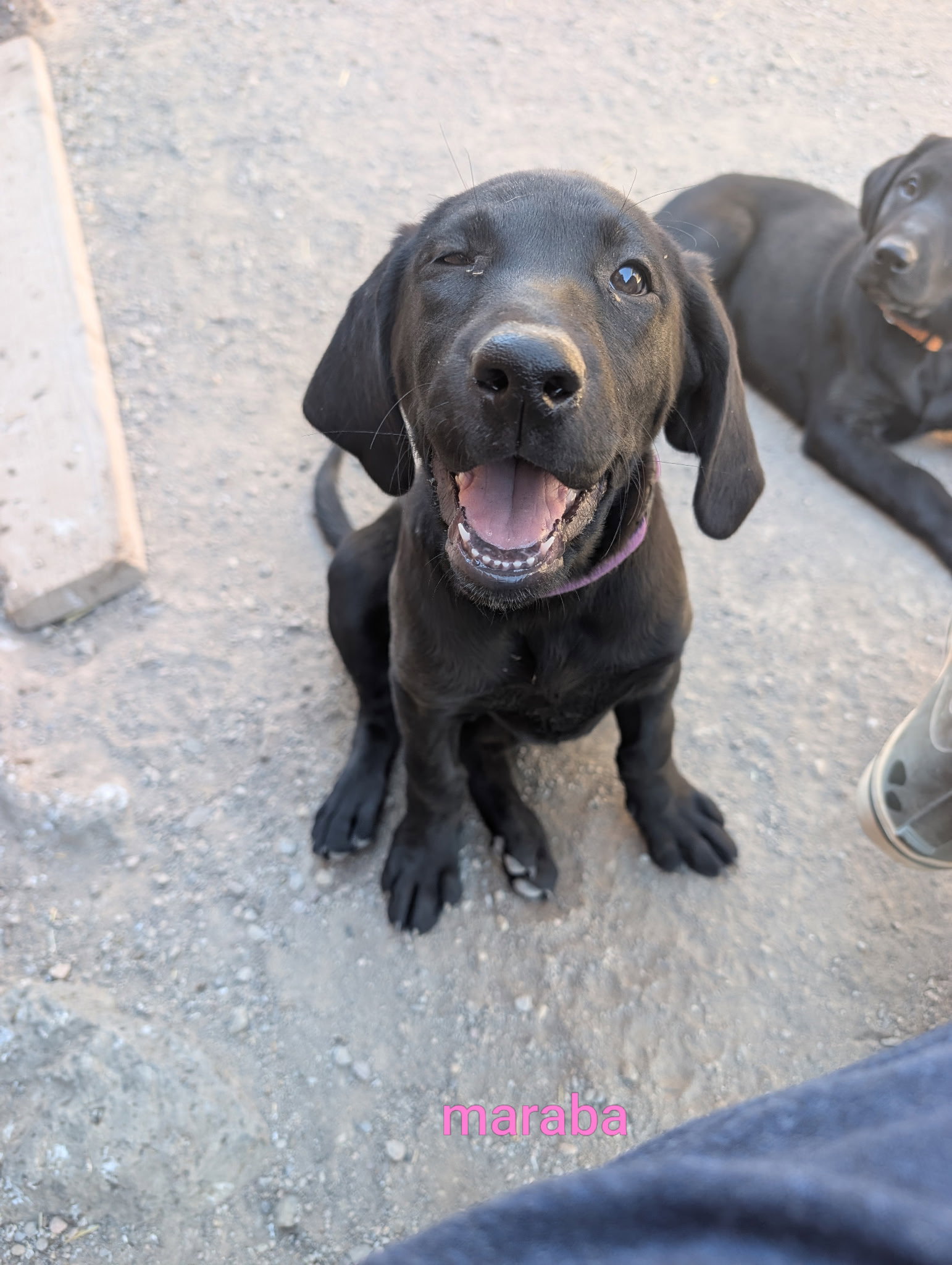 Maraba, Labrador Retriever