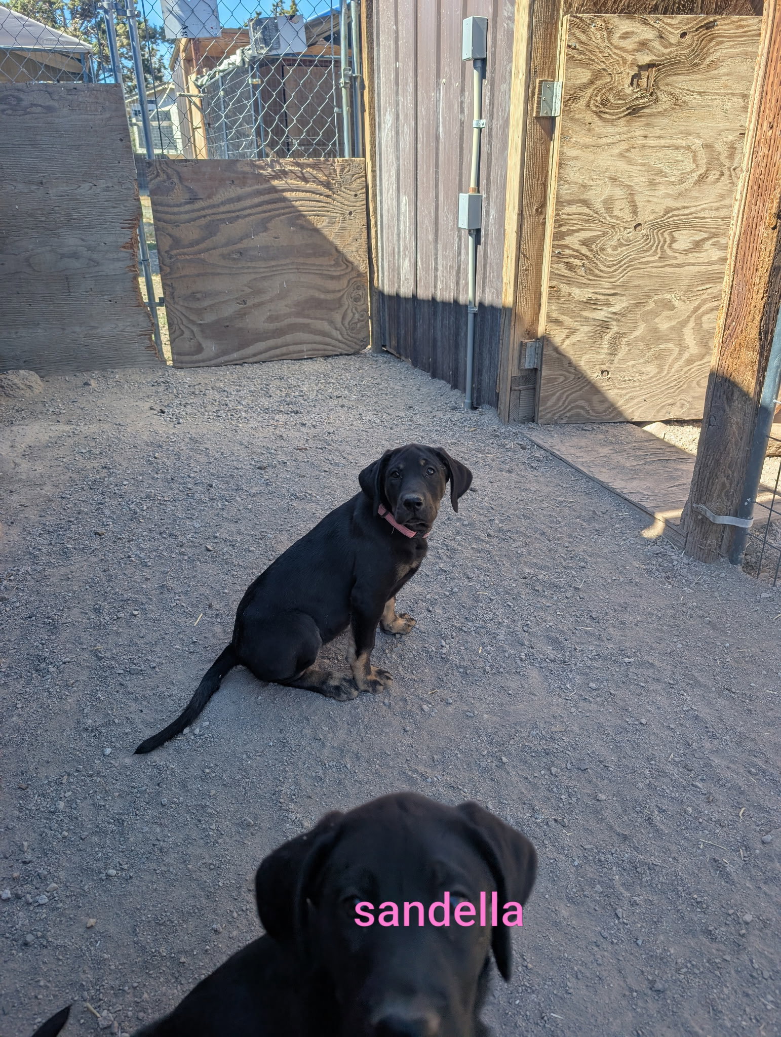 Sandella, Labrador Retriever