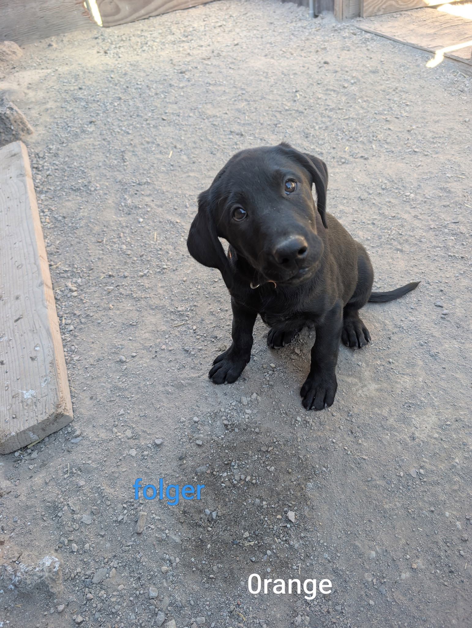 Folger, Labrador Retriever