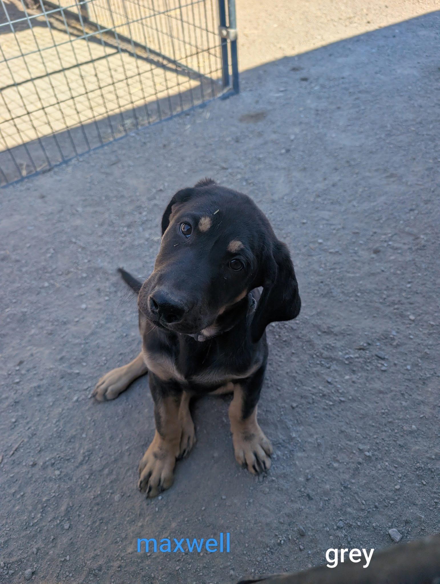 Maxwell, Labrador Retriever