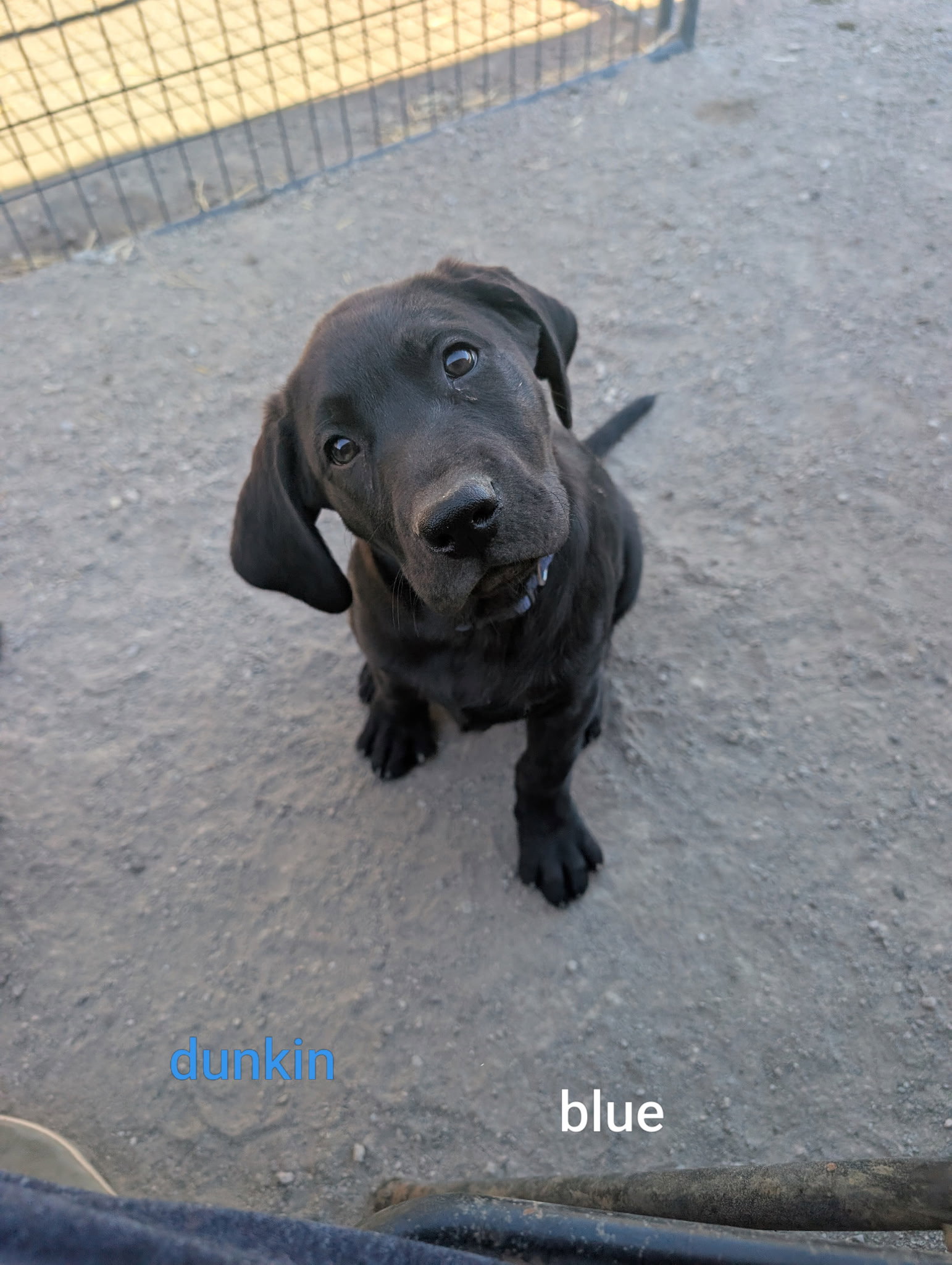 Dunkin, Labrador Retriever