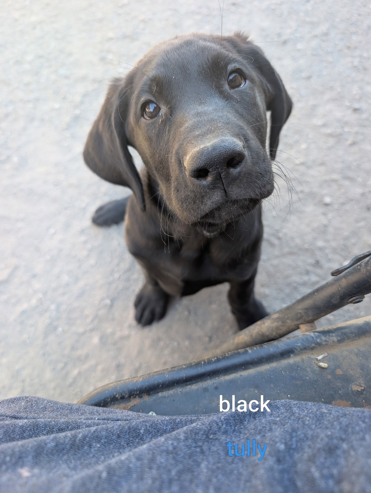 Tully, Labrador Retriever