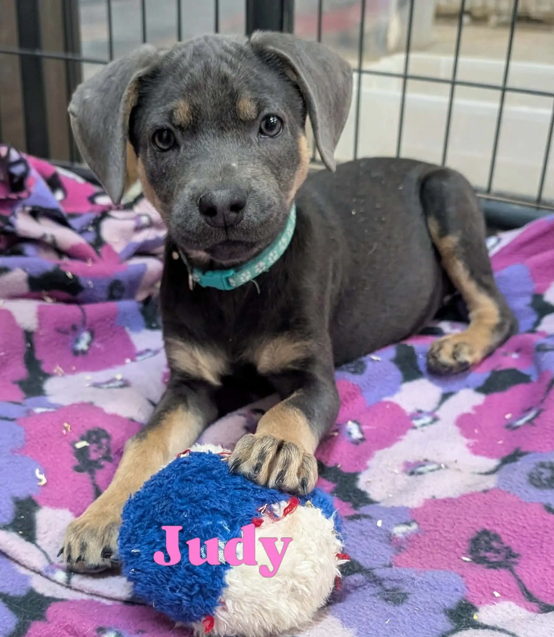 Judy image 2