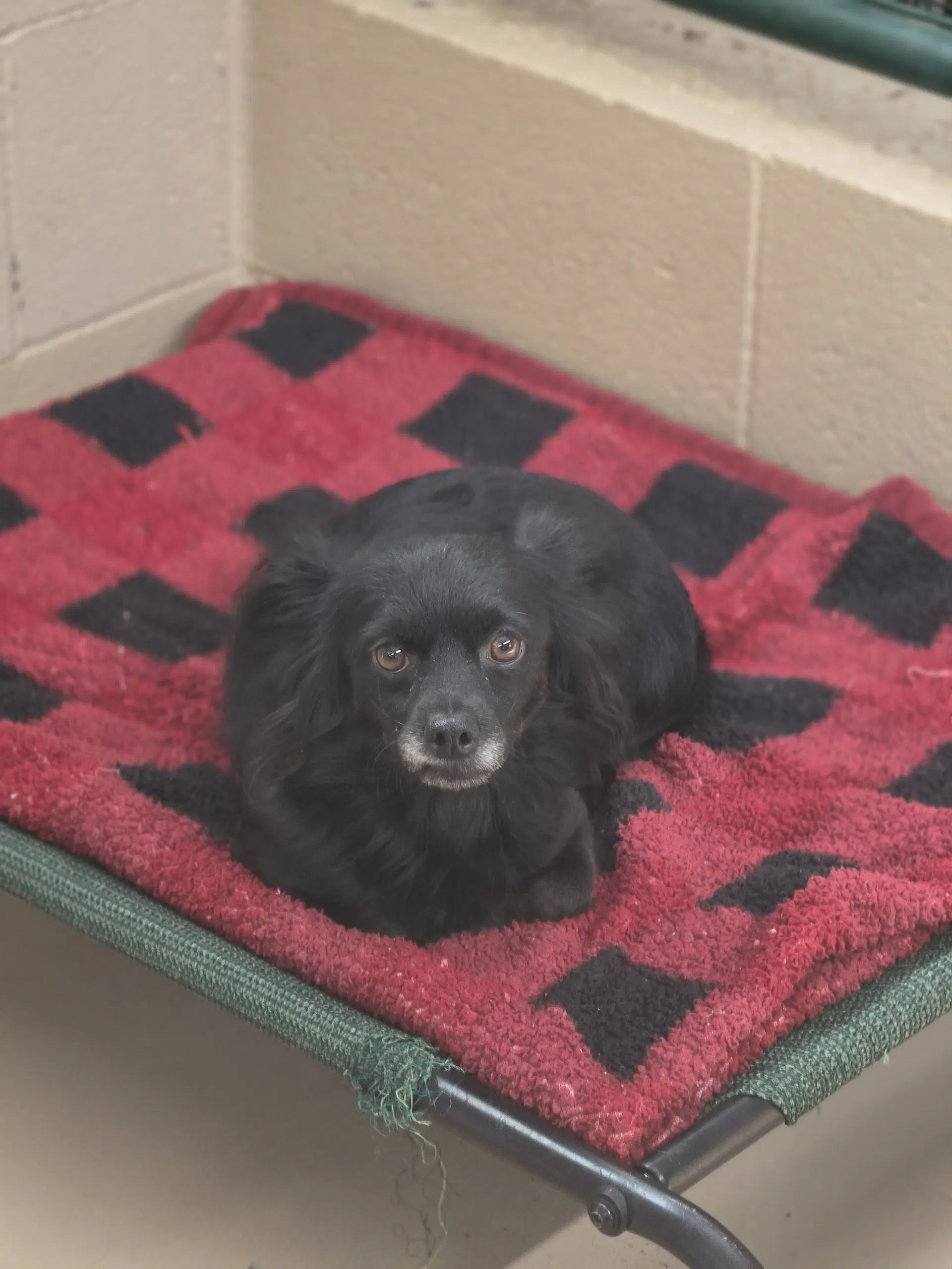Blackbeard - Chihuahua