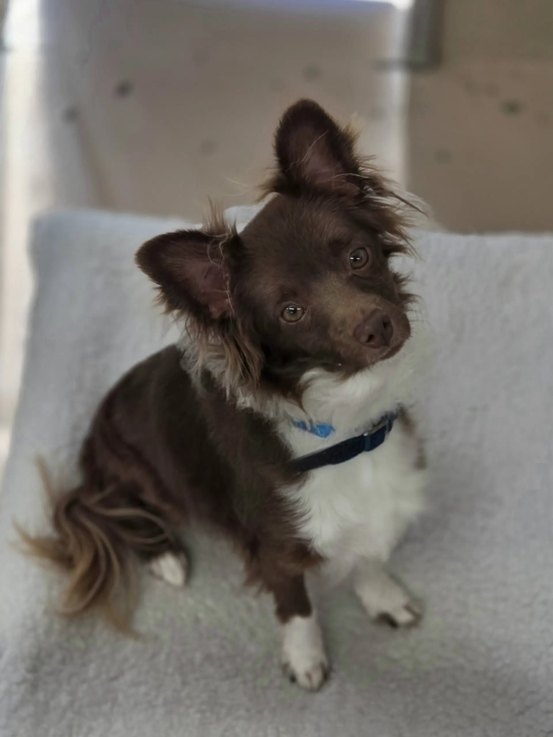 Sparrow - Chihuahua